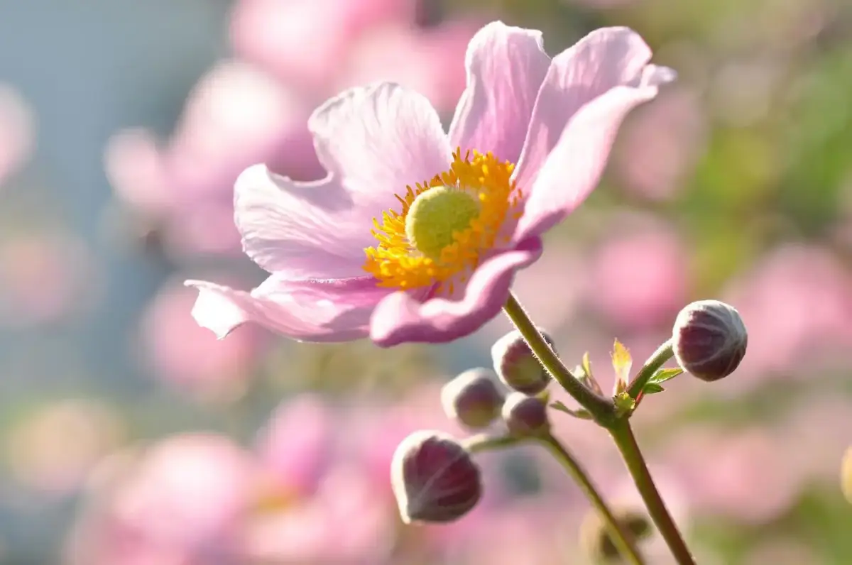 herbst anemone ueberwintern herbst anemone blueht rosa