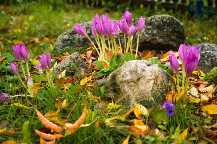 herbstkrokuss in lila