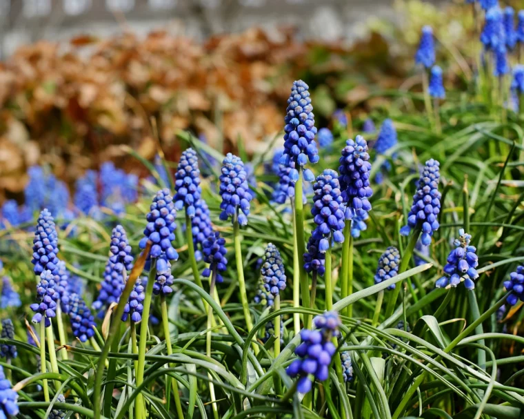 hyazinthe duft giftig blaue blumen im garten gartenblumen