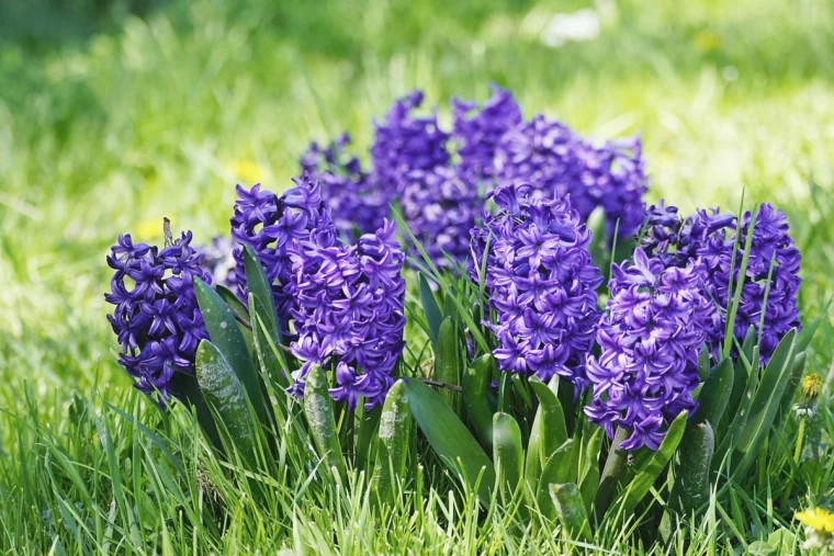 hyazinthe giftig fruhlingsblumen im rasen halbschatten