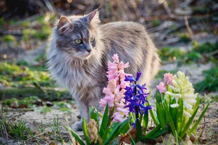 hyazinthe giftig fuer katzen oder nicht flauschiges tier blumen