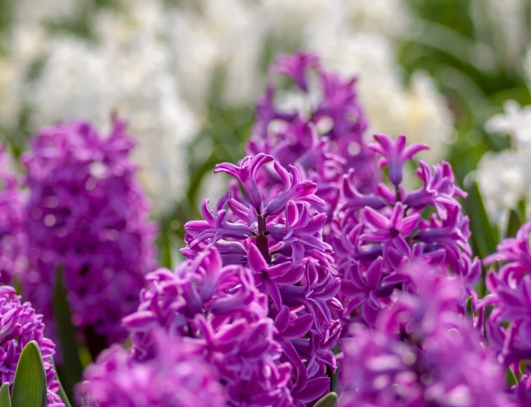 hyazinthe giftig lila blumen bluhende fruhlingsblumen