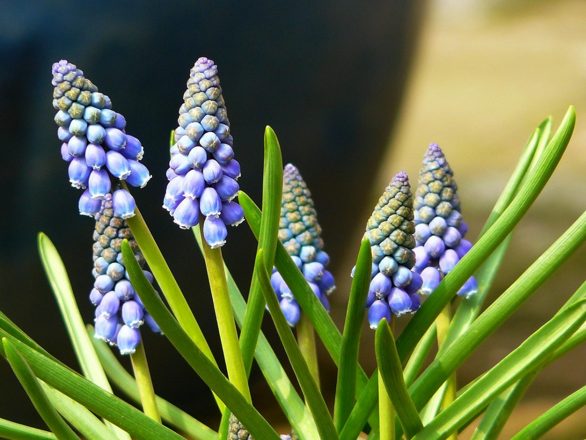 hyazinthe giftig pflanzen mit blauen blueten an der sonne
