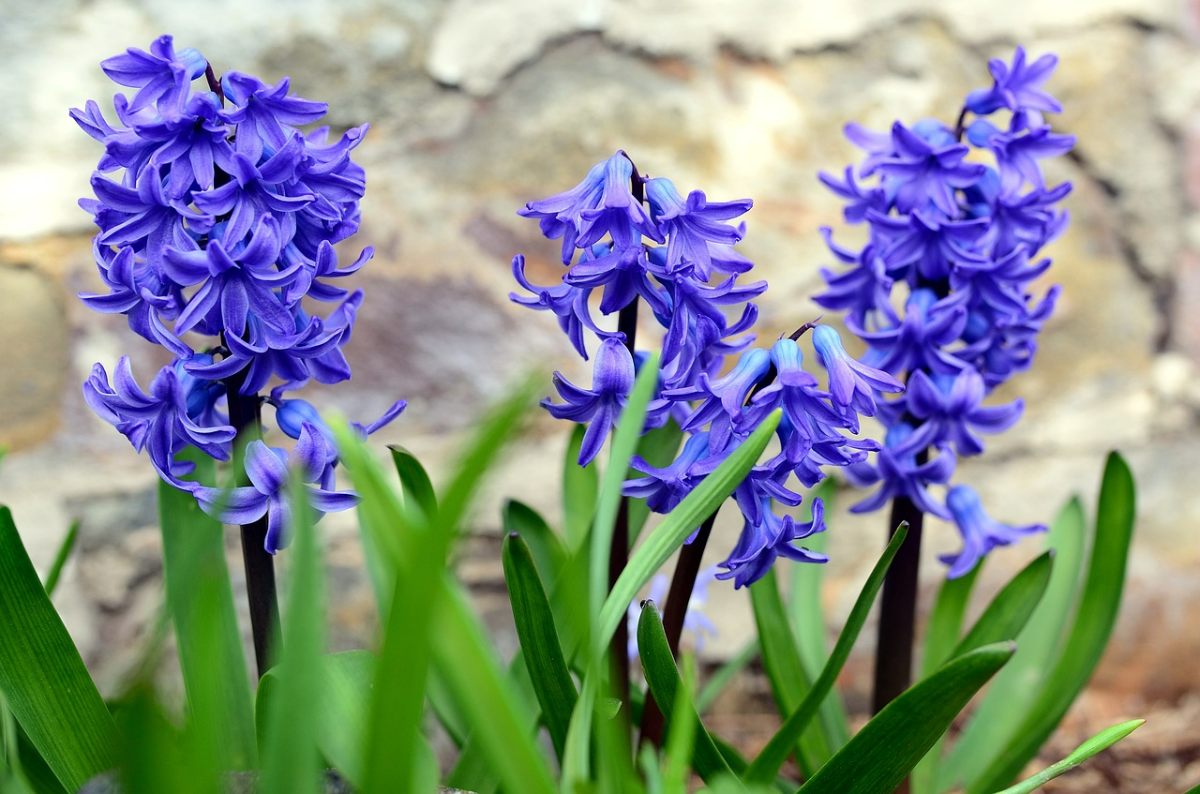 hyazinthe vermehren blaue fruhlingsbluemen mit kleinen blueten