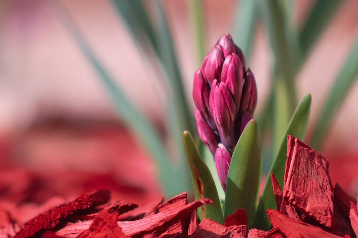 hyazinthen pflanzen tipps rote fruhlingsblume 