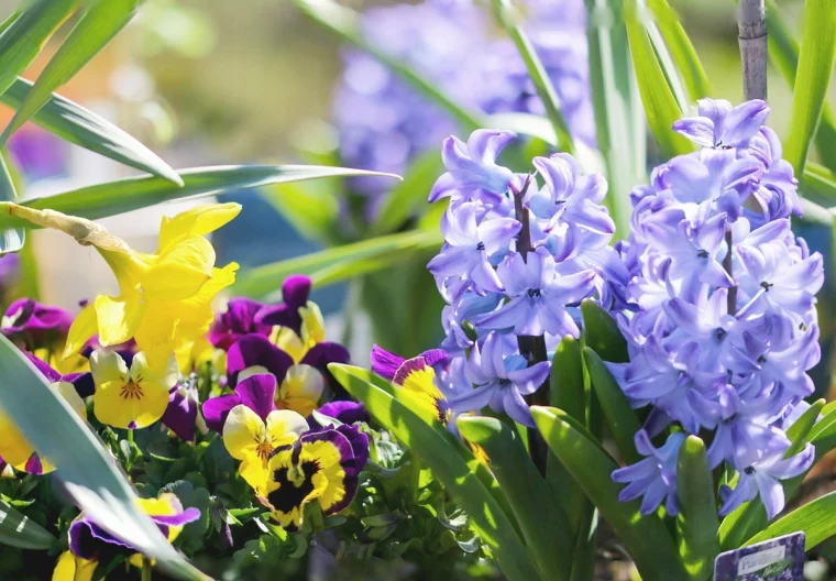 hyazinthen pflege im topff fruhlingsblumen mit blauen blueten