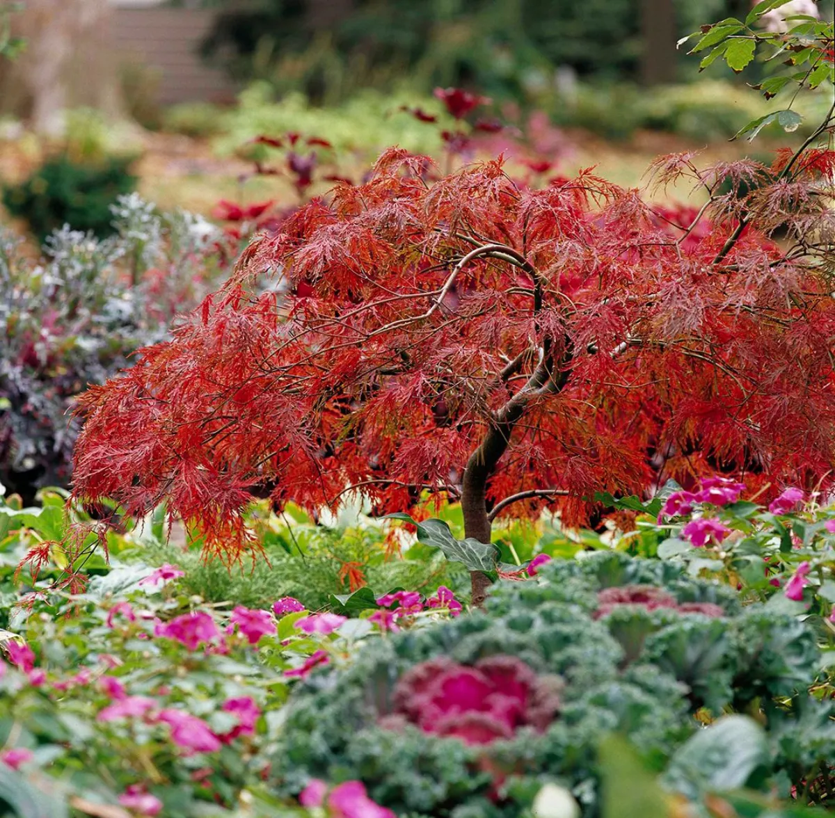 japanischen ahorn schneiden und richtig pflegen gartenbaum