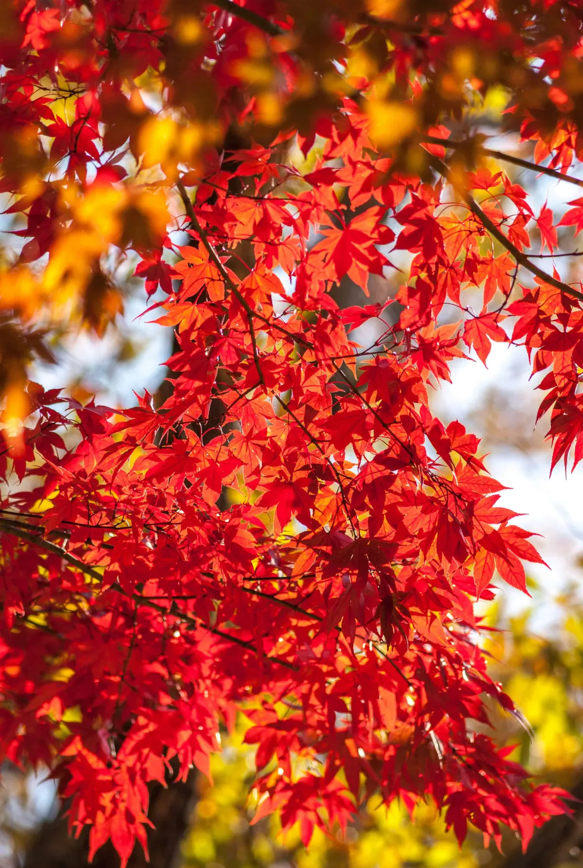 japanischer ahorn beeindruckender baum rote farbe