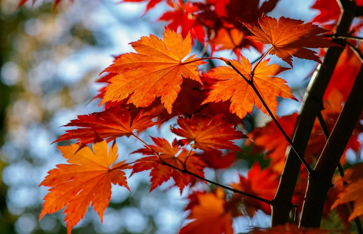japanischer ahorn blätter rot gefärbt farbe im garten