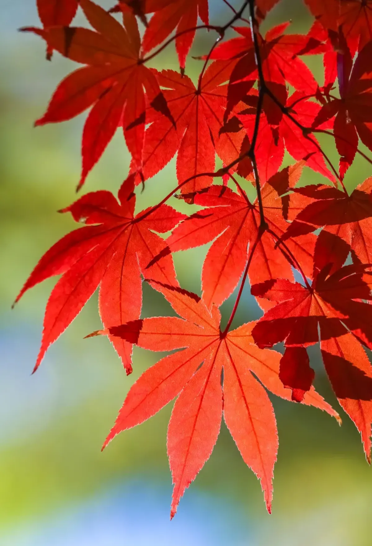 japanischer baum rote blätter interessante form