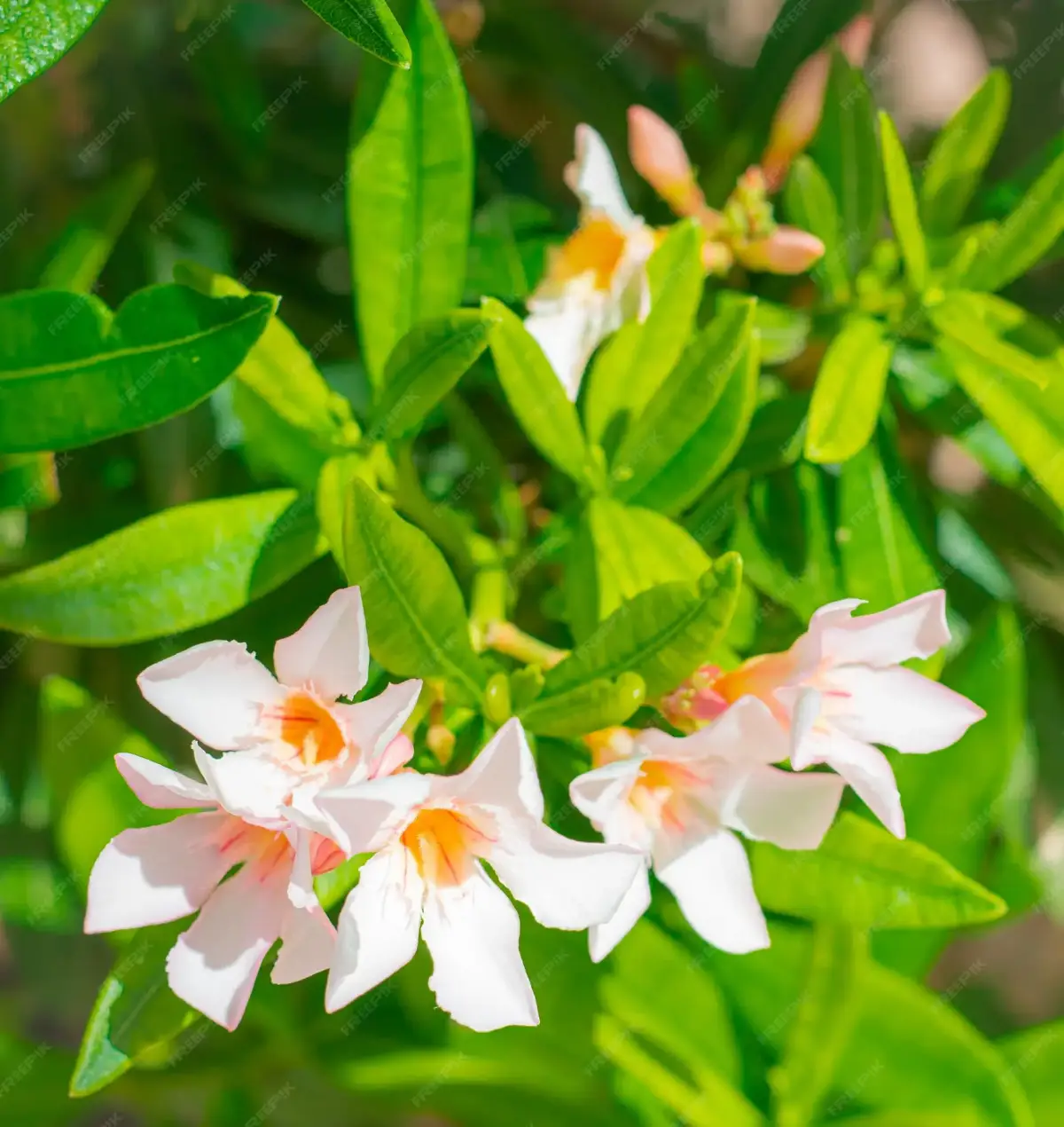 kann die mandevilla laxa viel sonne vertragen zarte weisse blueten