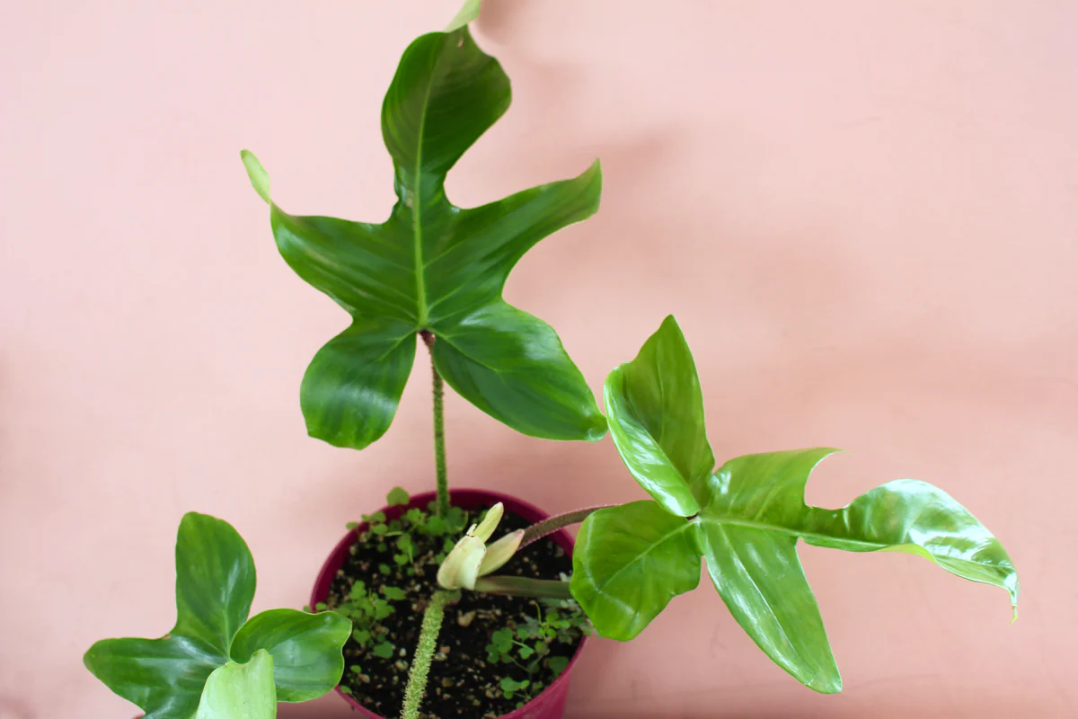 kletternder philodendron und philodendron arten bestimmen