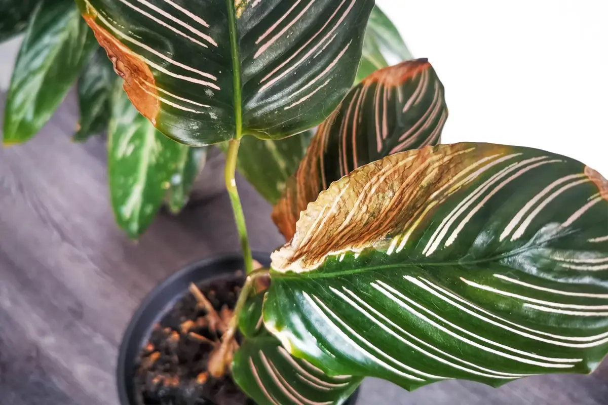 korbmarante calathea rufibarba braune flecken trockene blaetter grund