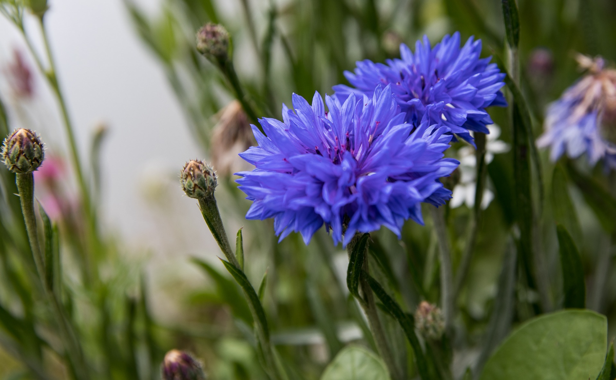 Growing and Caring for Cornflowers: Everything You Need to Know about the Fabulous Wild Plant