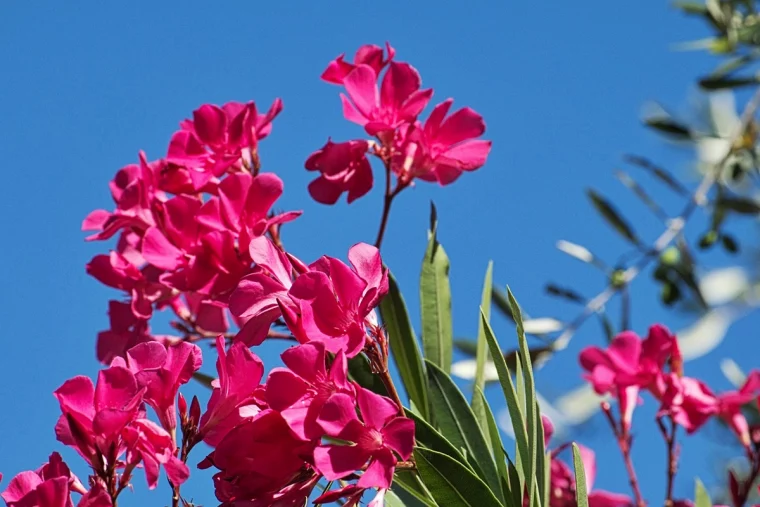 krankheiten am oleander rosa blueten an der sonne