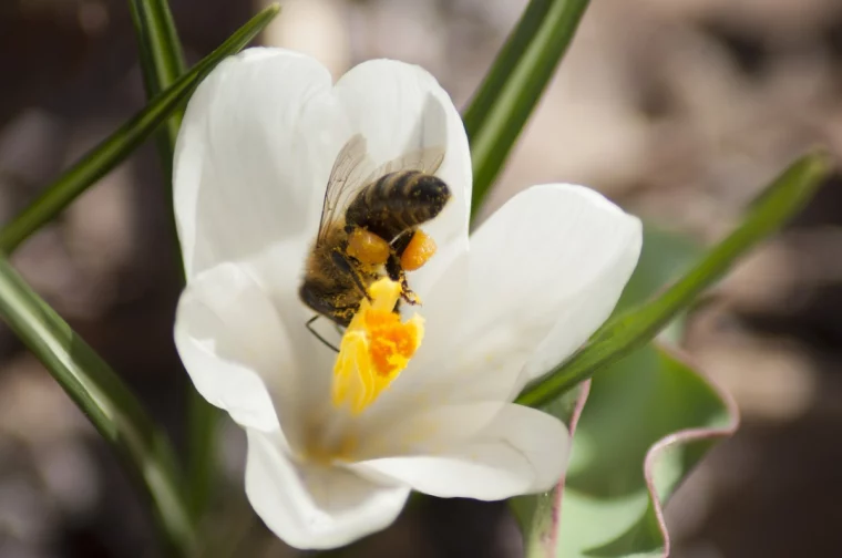 krokus bienenweide