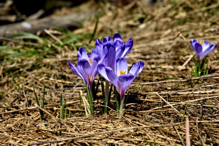 krokus in grossaufnahme pixabay