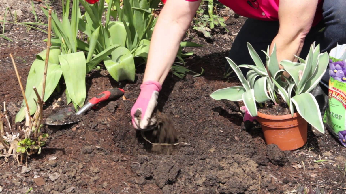 krokus pflanzen im garten