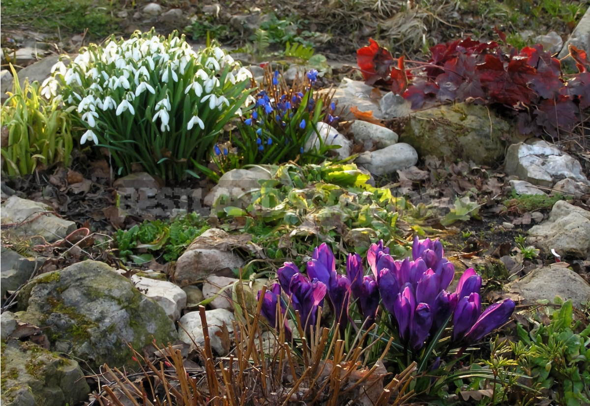 krokusse begleitpflanzen