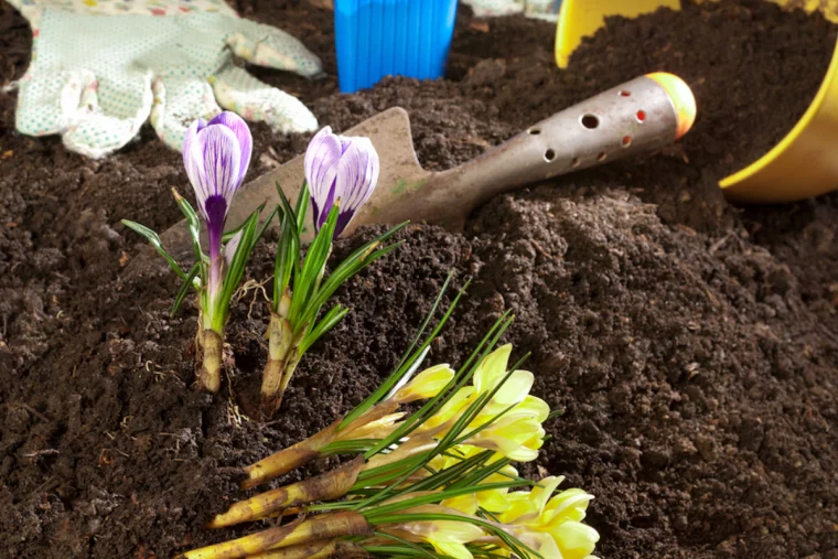 krokusse im garten