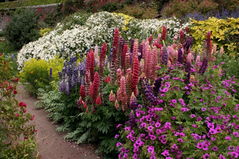 lupinen im staudenbeet