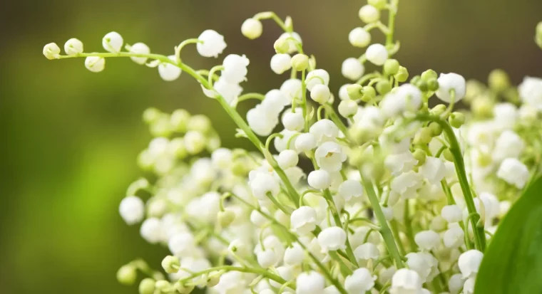 maiglöckchen mehrjährige pflanzen kleine weiße blüten