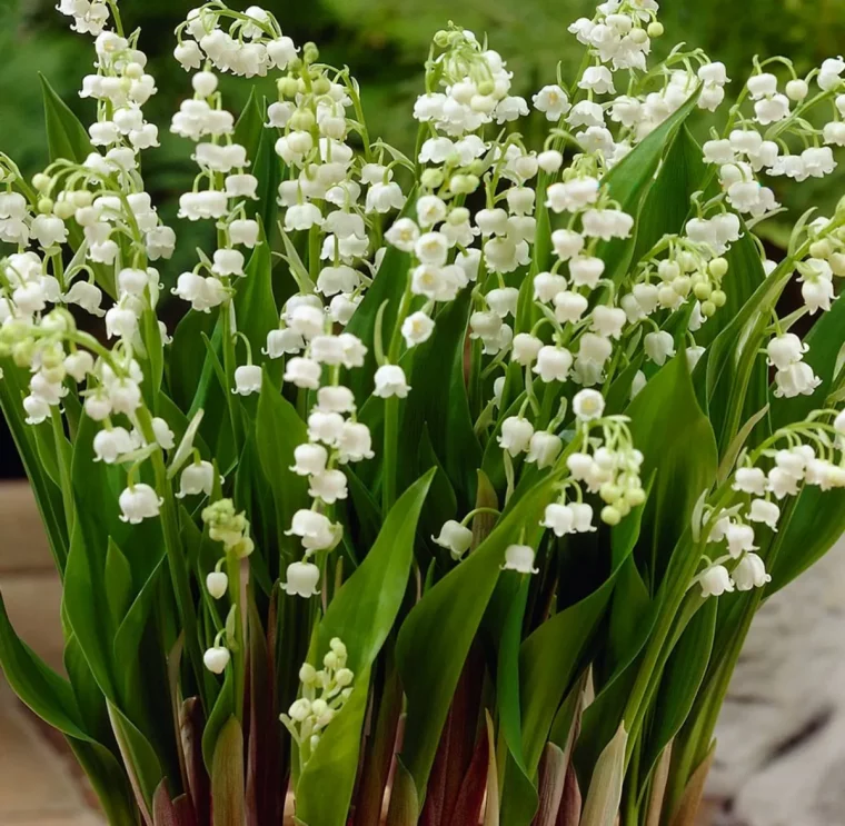 maiglöcken als gartenblume pflegen sind sie giftig