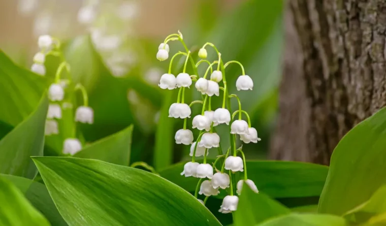 maiglöcken blüten weiße zarte glöckhen frühlingsblumen