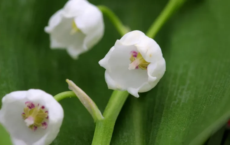 maiglöckhen schöne frühlingsboten weiße blüten
