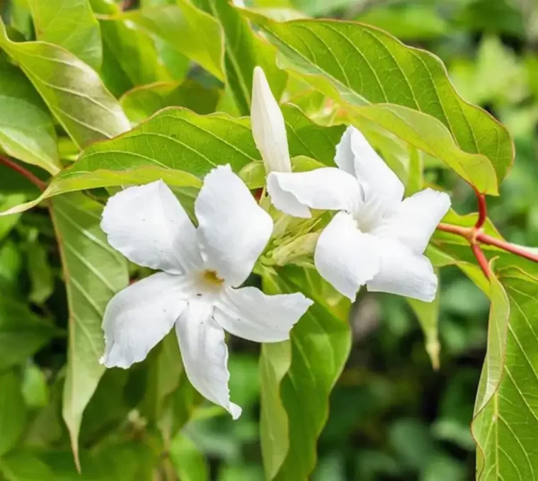 mandevilla laxa pflegehinweise giessen