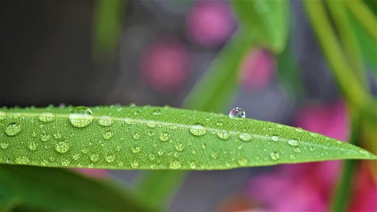 oleander krankheiten graue blaetter regen tropfen