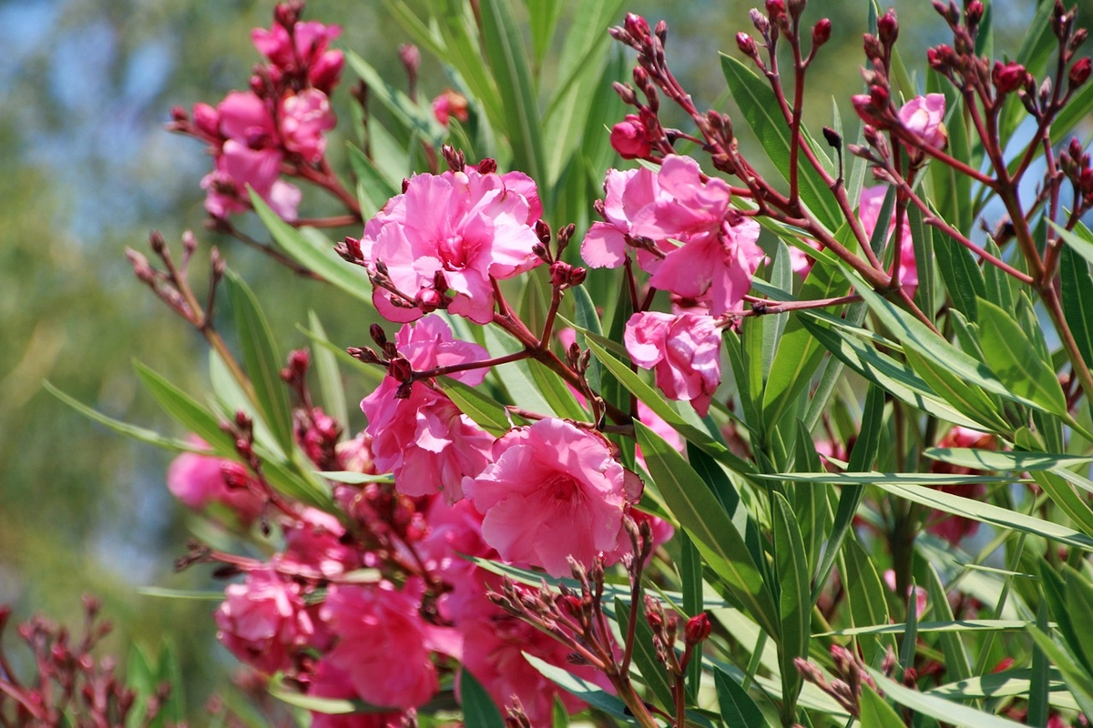 oleander krankheiten grosser strauch mit rosa blueten