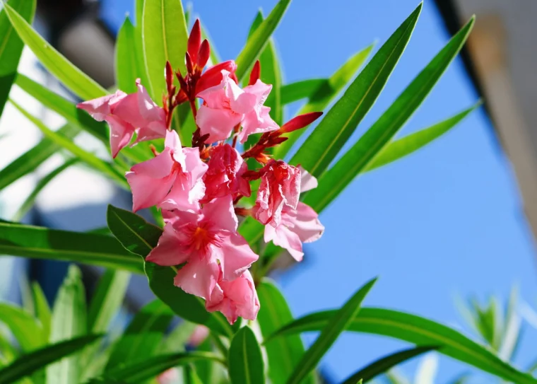 oleander krankheiten weisse punkte bluetenfaule