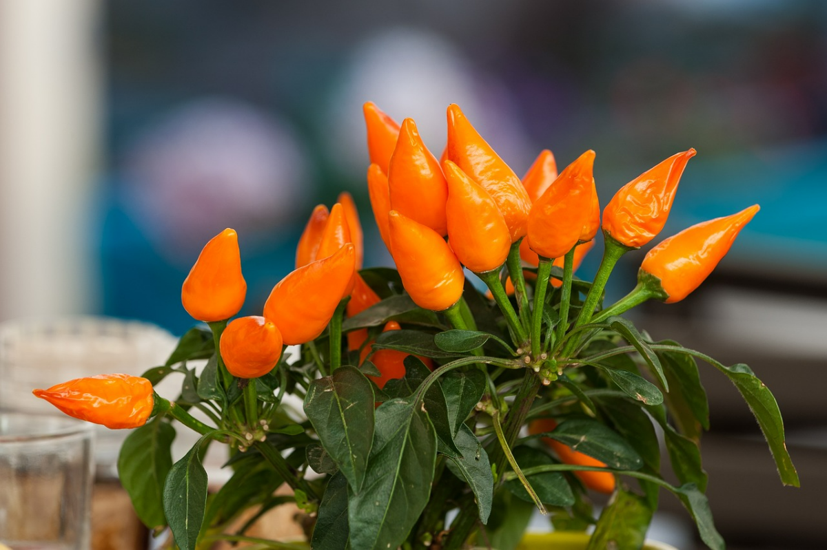 orange chilis kleine chilipflanze im topf