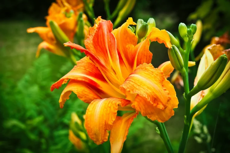 orange taglilien in grossaufnahme