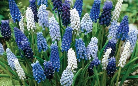 perlhyazinthen pflanzen anleitung blau verschiedene nuancen weiß