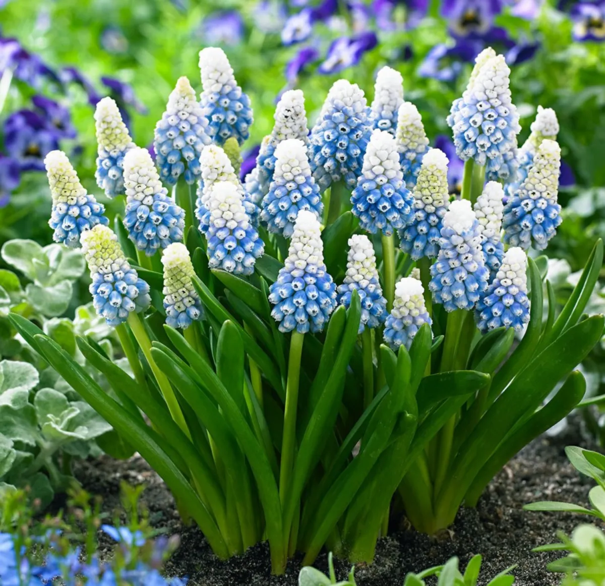 perlhyazinthen zweifarbig blau und weiß grühlingsboten