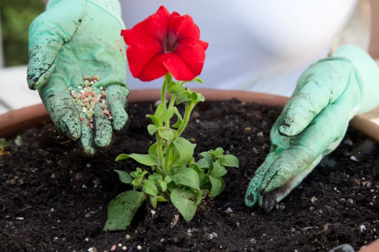 petunia samen und wie petunien richtig pflanzen