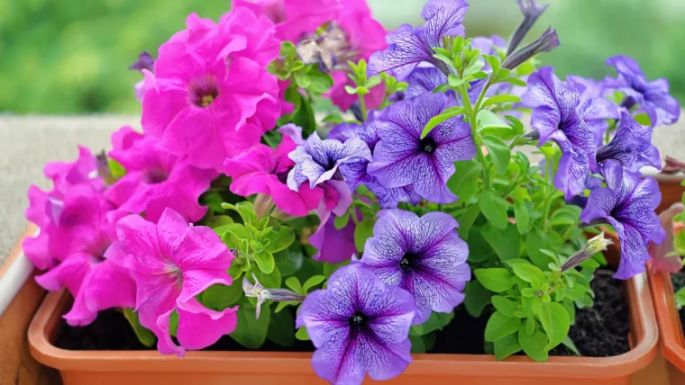 petunien farben und wie petunien pflegen