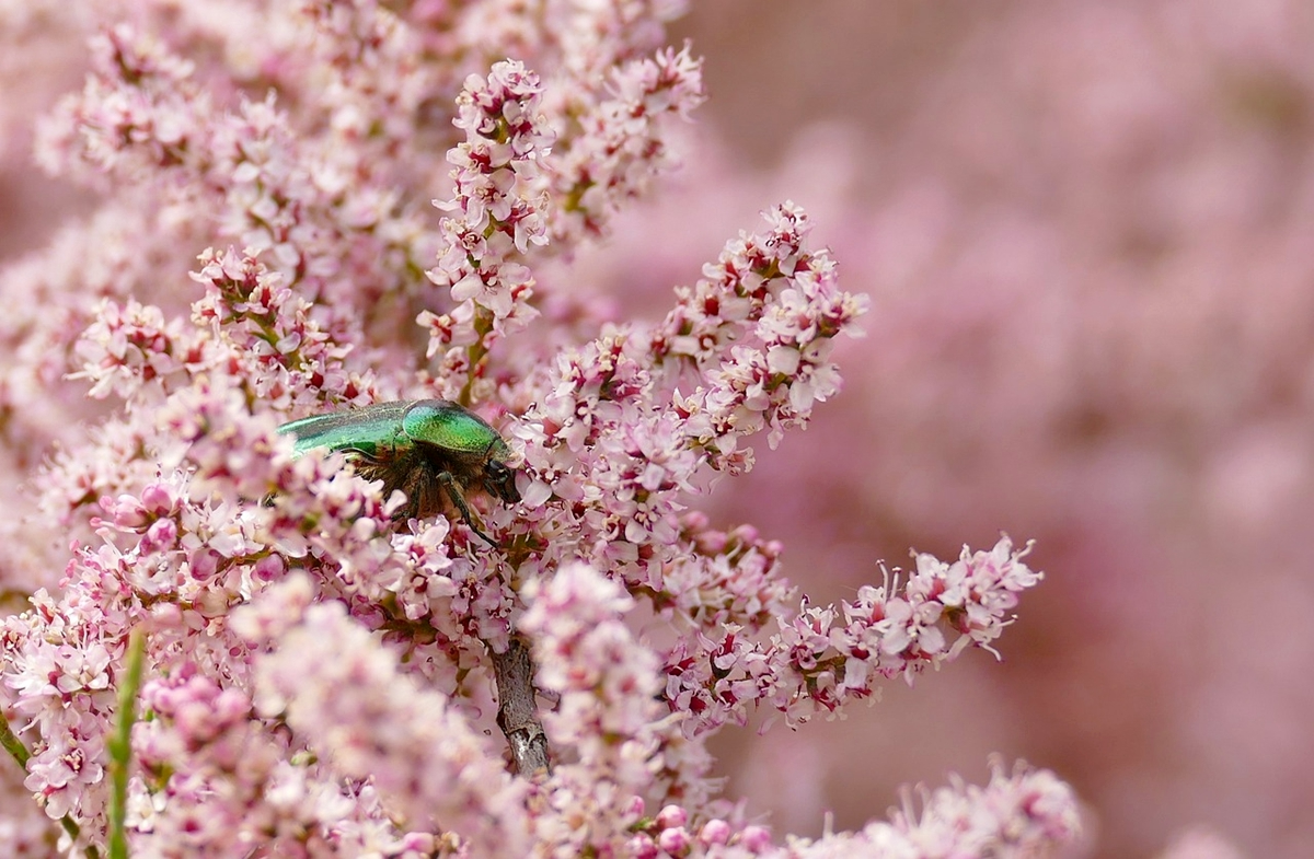 pflanze mit rosa weissen blueten gruenes insekt