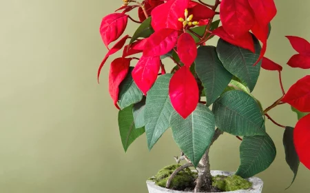 pflege weihnachtsstern im topf weihnachtliche pflanze