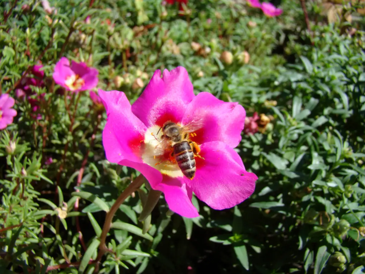 portulakroeschen als zimmerpflanze ueberwintern portulakroeschen bienenfreundlich