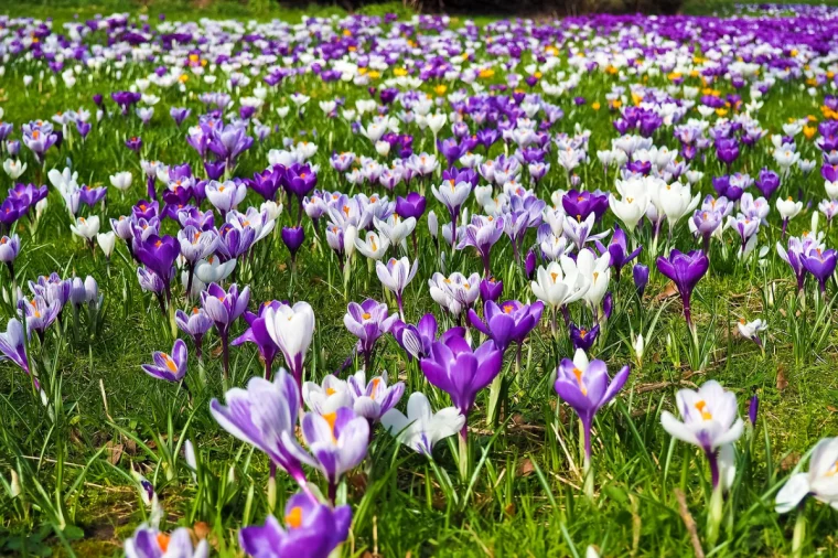 rasen mit krokussen bluetezeit