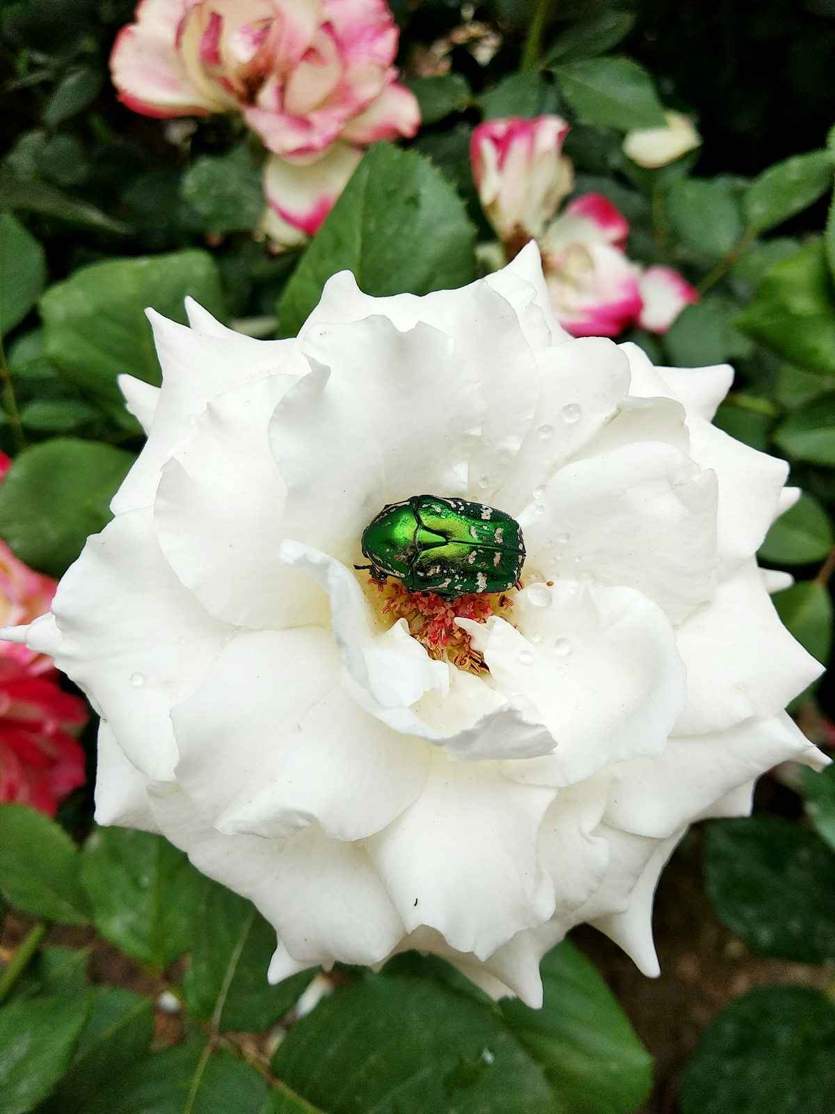 gruenes insekt in weisser rose insekt glaenzend 