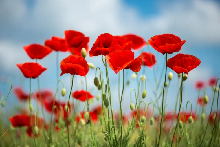 rote mohnblumen