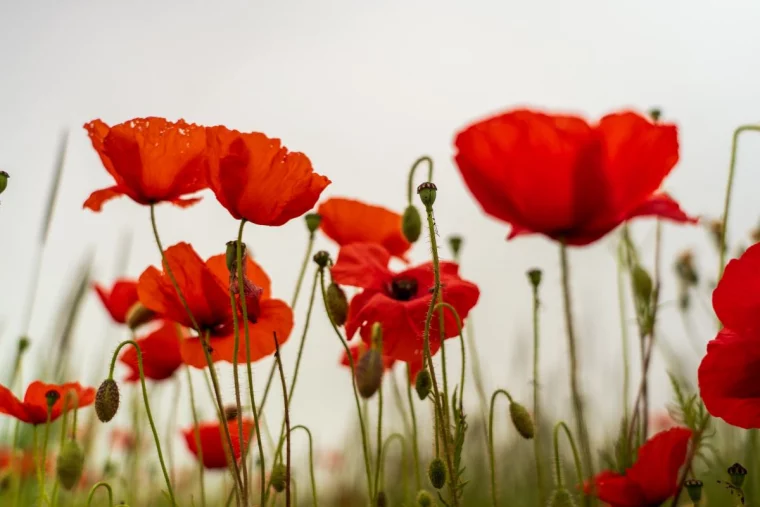 rote mohnblumen auf feld
