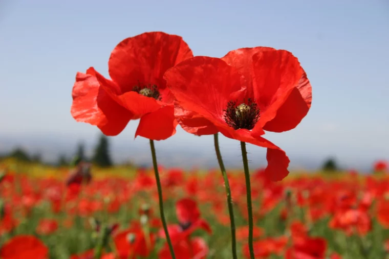 rote mohnblumen auf einem feld