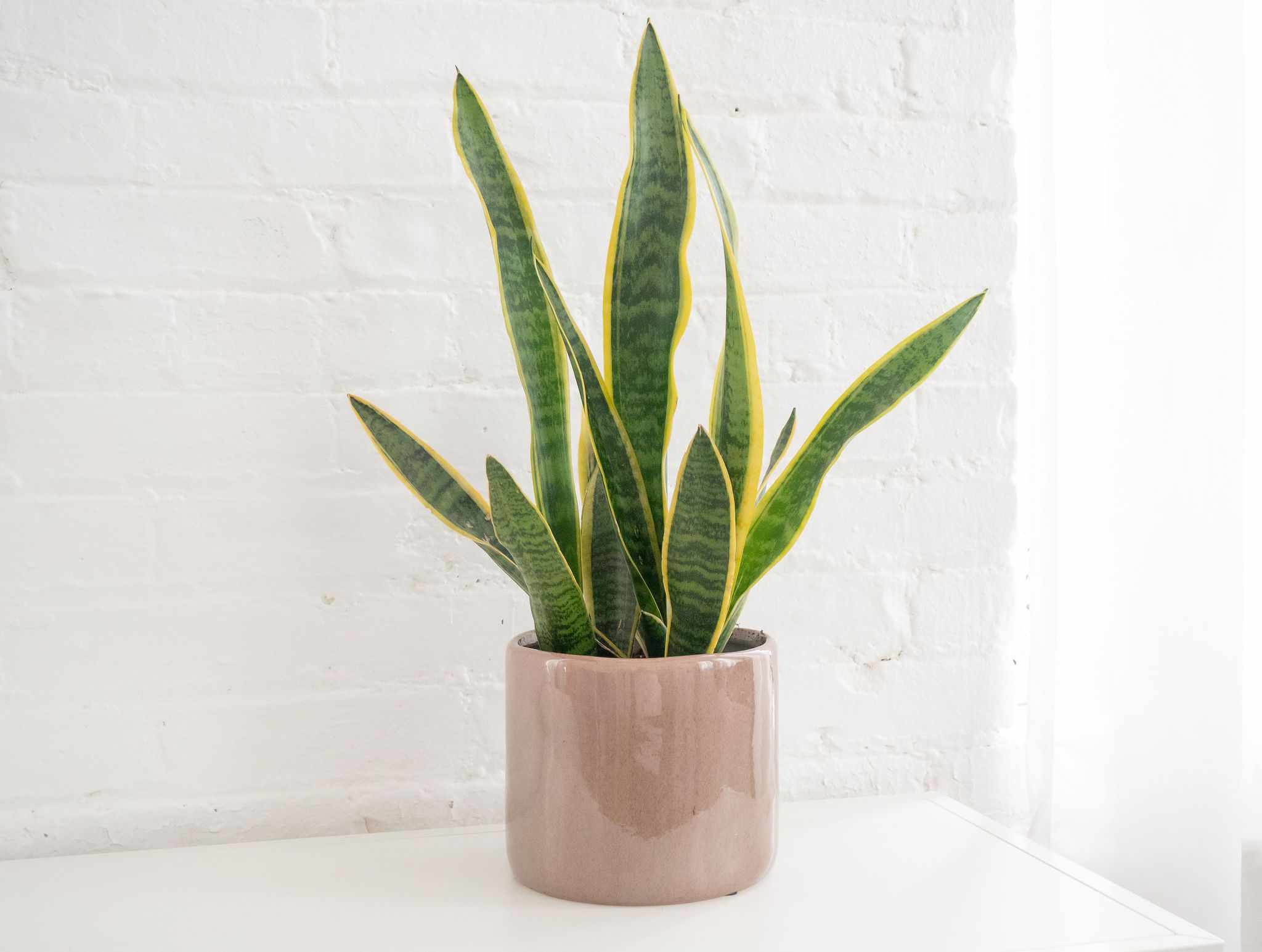 sansevieria trifasciata gegen schimmel zu hause