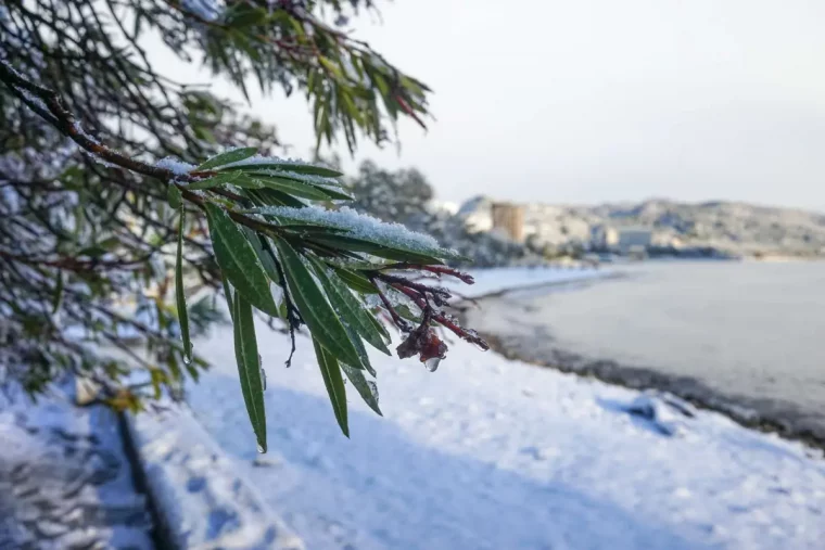 sollte man die verbluehten blueten beim oleander abschneiden winter oleander mit schnee