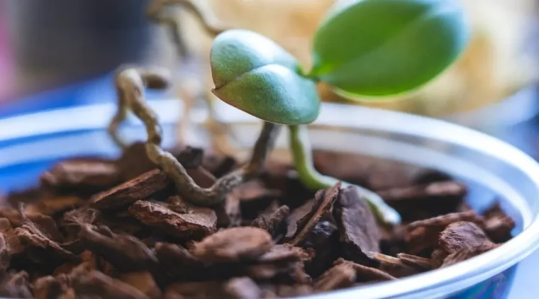 tipps orchideen kindel vermehrung